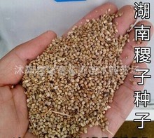 牧草种子农作物 湖南稷子 种子 湖南稗子种子 家禽饲料