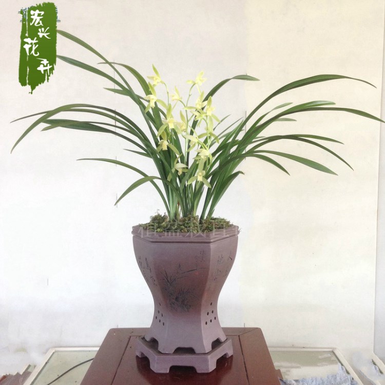 大量供應(yīng) 蘭花苗建蘭大鳳素 花香室內(nèi)綠植花卉盆栽觀花植物