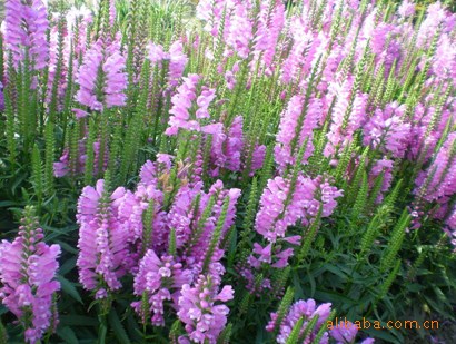 北京基地自产自销  宿根花一二年生草花一串红 海棠 凤仙 鼠尾草