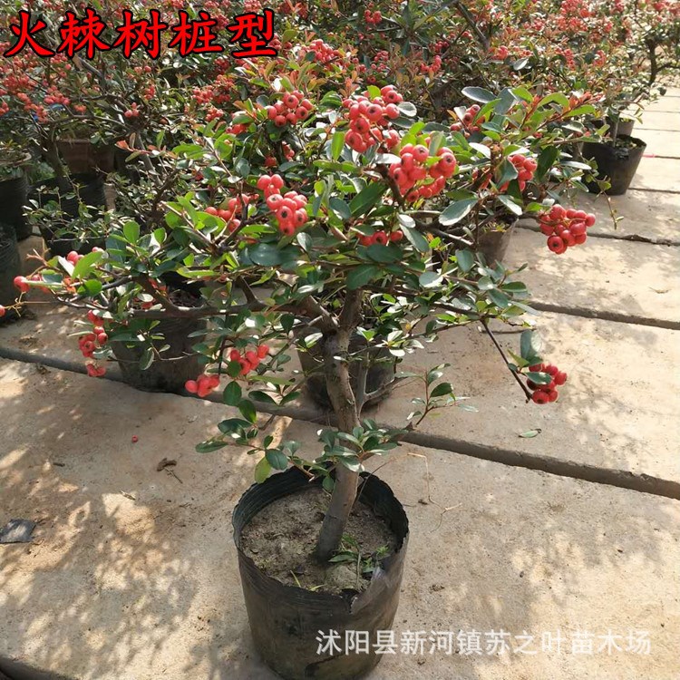 火棘盆景批发造型树桩S型盆栽观果观花植物吉祥果苗室内桌面花卉