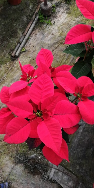 室內(nèi)盆栽觀葉植物 圣誕花一品紅盆栽 圣誕花紅色 廠家基地