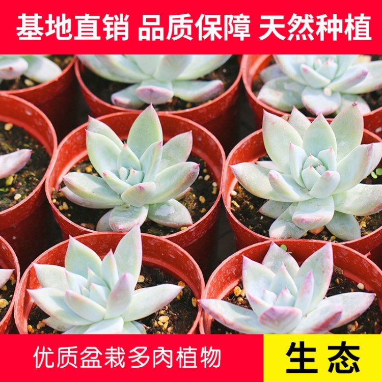 多肉植物基地批發(fā) 綠植花卉盆景室內(nèi)盆栽肉肉花苗 容器觀賞苗