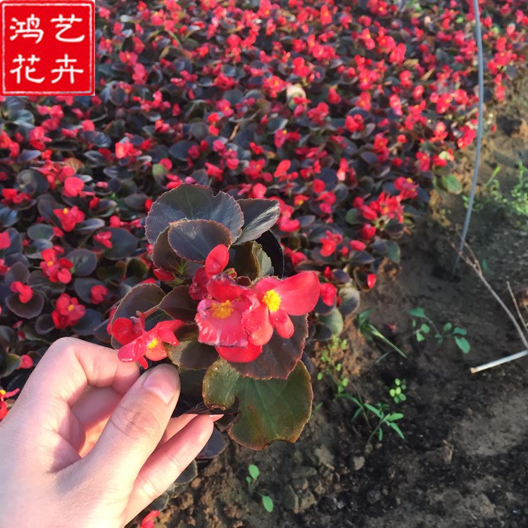 青州草花四季海棠基地  一二年生花卉園林工程 批發(fā)四季海棠