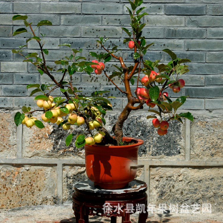 植物盆栽綠化節(jié)日送禮 綠植 室內(nèi)盆景型果樹(shù) 盆景果樹(shù)基地