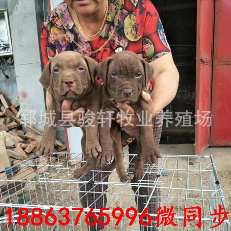 比特犬活體出售 精品比特犬幼犬價格保障健康 品相好  性格兇猛