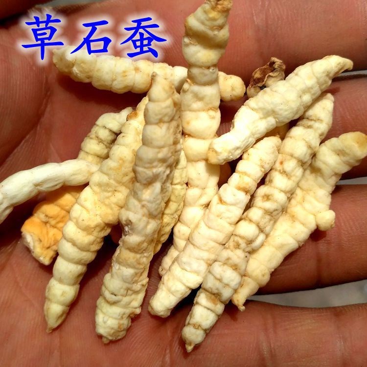 批发 草石蚕 地蚕 汤膳食调料 白虫草 新货