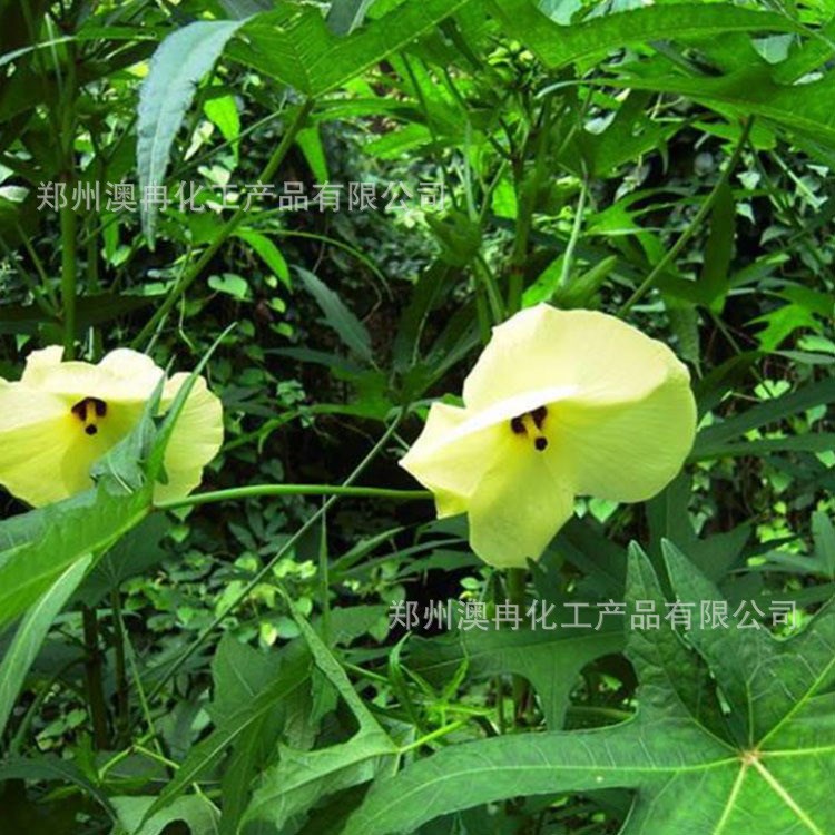 黄蜀葵胶 食品级 增稠剂 稳定剂 乳化剂 黄蜀葵根茎提取 黄蜀葵胶