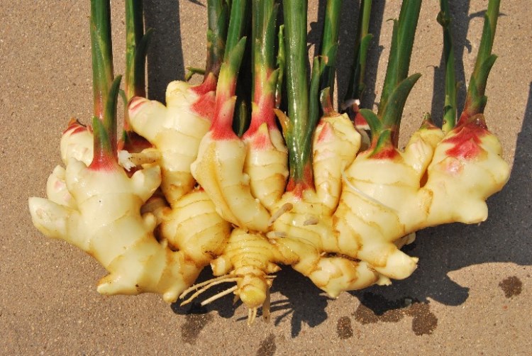 基地生产 绿色蔬菜保鲜姜 新鲜大姜 质量保障 速来