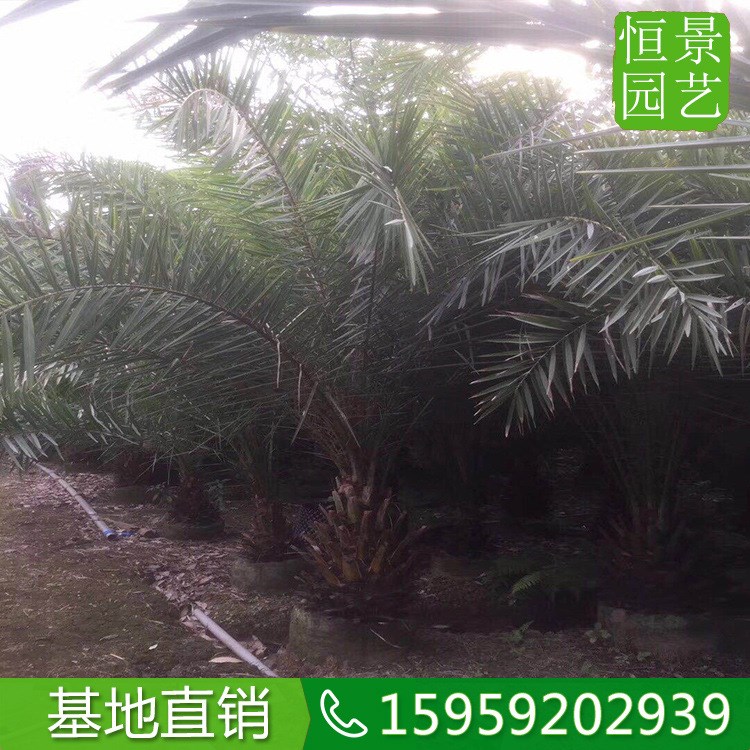 中東海棗袋苗 中東海棗桿高1米 批發(fā)中東海棗假植苗農(nóng)戶(hù)種植直銷(xiāo)
