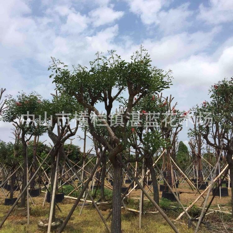 基地直銷 紅千層 雞冠刺桐 珊瑚刺桐 紫玉蘭 多規(guī)格 綠化苗木報價