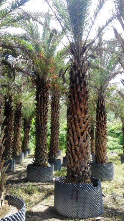 中东海枣 大量供应 批发采购 中东海枣 银海枣