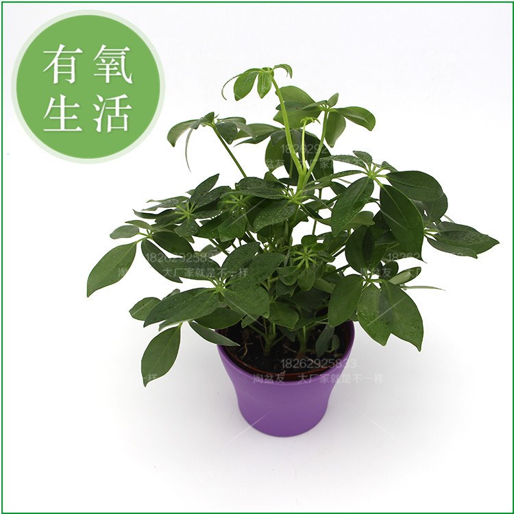 常绿盆栽花卉植物 鸭脚木 七叶莲 鹅掌柴 观叶绿植 鸭掌木 吸毒