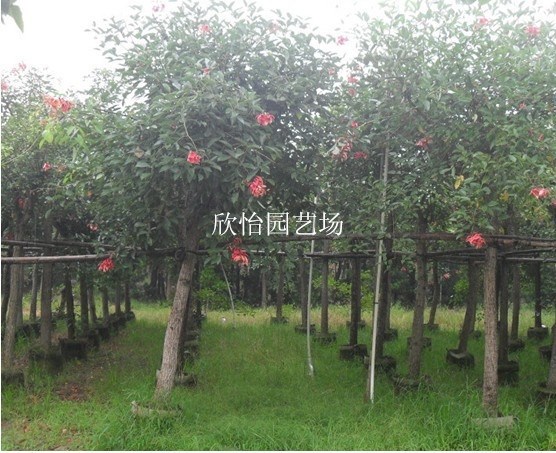雞冠刺桐、福建雞冠刺桐價格/圖/福建園林風景綠化樹苗木