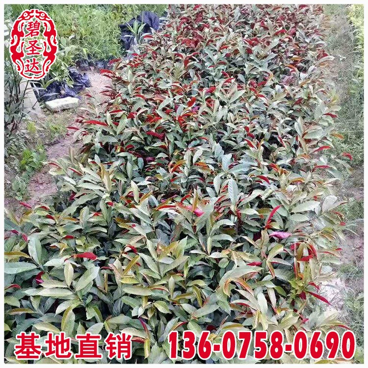 紅背桂價格 福建漳州基地 大量批發 規格 市政工程供應