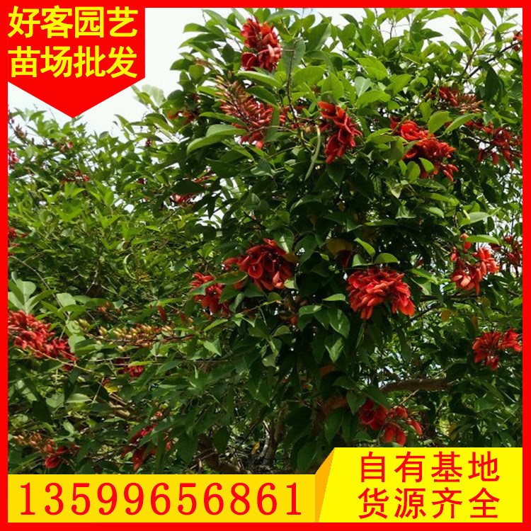 雞冠刺桐基地直銷 大量批發(fā) 園林景觀工程供應(yīng) 規(guī)格