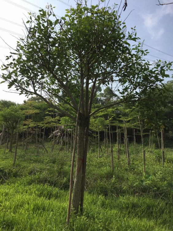 雞冠刺桐巴西刺桐 象牙紅刺桐出售 宏遠(yuǎn)園林批發(fā)大量現(xiàn)貨各種規(guī)格