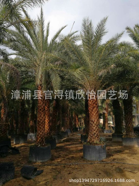 新中東海棗價格、福建地區中東海棗價格、中東海棗裸桿1