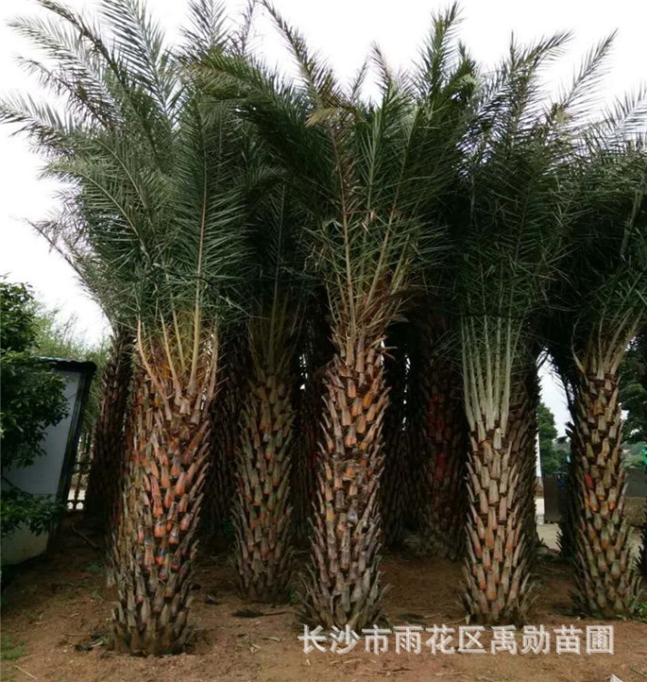 基地批發各種規格銀海棗，中東海藻主桿高度2-3-4-5米，棕櫚植物