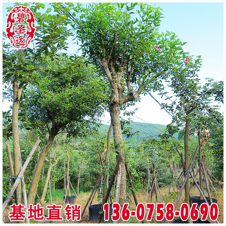 雞冠刺桐價格 福建漳州基地 大量批發 規格 市政工程供應