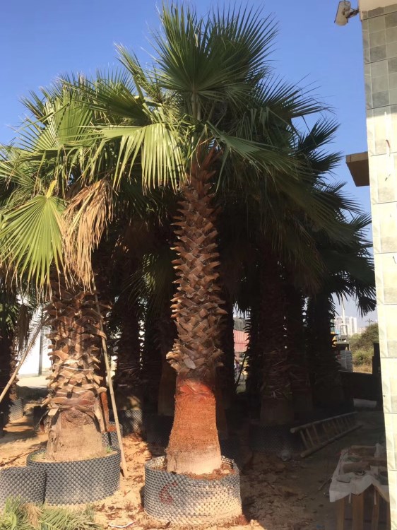 漳州大型精品老人葵种植基地 常年批发各种华棕华盛顿棕榈