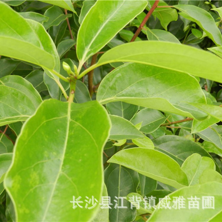 常綠喬木大葉香樟 湖南香樟小苗批發(fā)   湖南特色綠化苗  規(guī)格