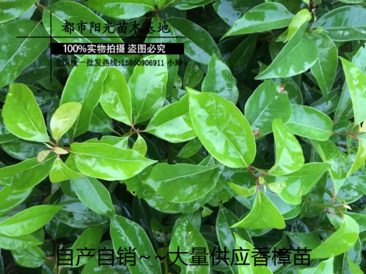 香樟樹(shù) 香樟樹(shù)苗 香樟小苗批發(fā) 綠化苗木 四季常青樹(shù)苗 樟樹(shù)小苗