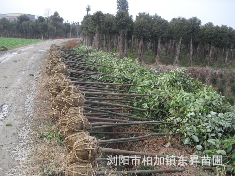 苗圃供應湖南大葉香樟 香樟樹香樟小苗行道樹綠化工程苗