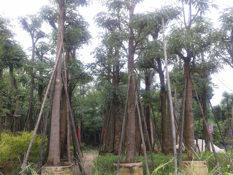 福建盆架子價格 漳州馬口綠化苗木基地 廣東風(fēng)景樹圖片種植技術(shù)