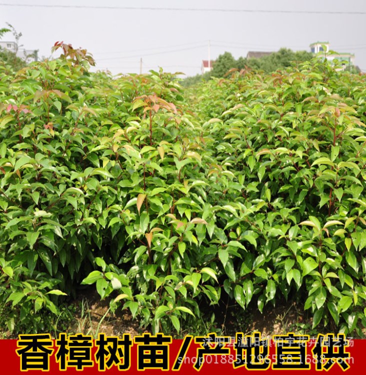 批发香樟树/香樟树苗/珍贵稀有龙脑樟树苗/香樟小苗/驱蚊树