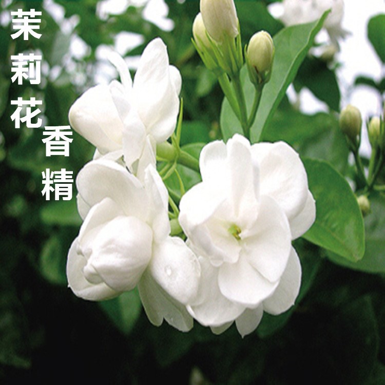 廠家直銷 批發(fā) 小花茉莉香精 茉莉花香精  質(zhì)量品質(zhì)貨版一致