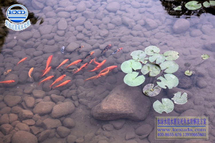 科旭達(dá)錦鯉魚池過濾江西贛州景觀池水處理設(shè)備常年無需換水