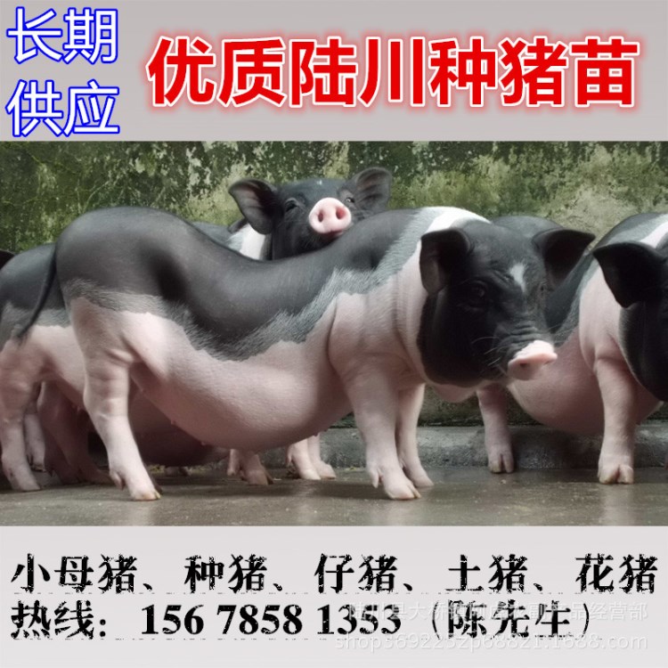 出售廣西陸川豬小母豬陸川種豬苗活體母豬小豬仔土豬花豬M1210