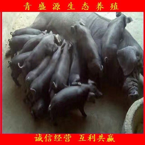 浙江二元母豬價格趨勢 二元母豬批發(fā)價格 二元母豬批發(fā)