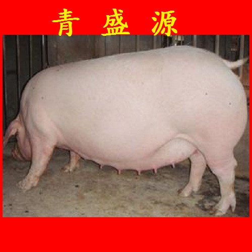 小母豬價格 二元小母豬批發價格 新二元小母豬的價格 找青盛源