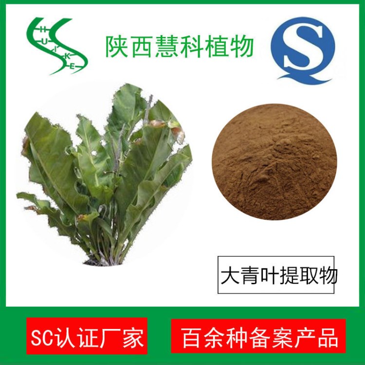 陜西慧科植物 大青葉提取物10:1 SC實(shí)力廠家 大青葉粉