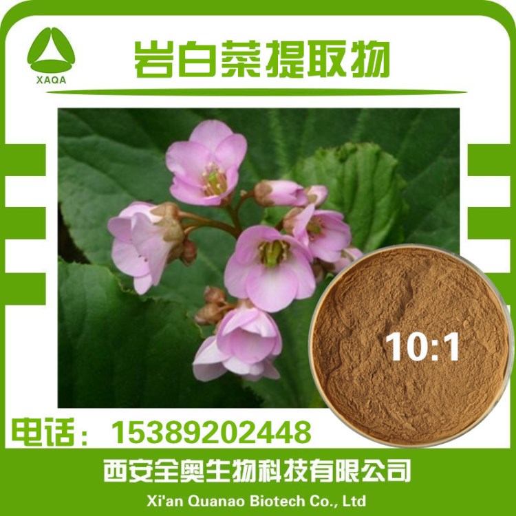 巖白菜提取物10:1比例 虎耳草素 厚葉巖白菜提取 虎耳草提取物