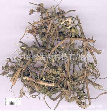 植提廠家供應 血旱蓮草提取物 |  墨汗蓮提取物