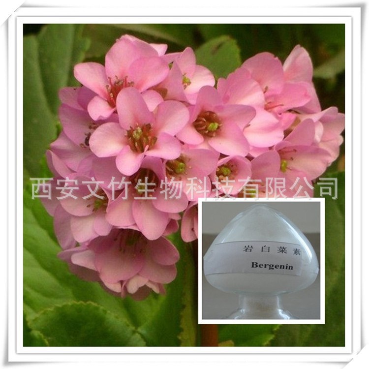 巖白菜提取物 巖白菜素98% Bergenin 虎耳草素 477-90-7 文竹生物