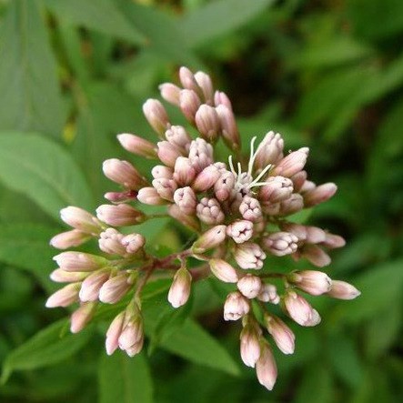 【廠家品質】植物提取物 佩蘭提取液 2.5kg/10kg/桶