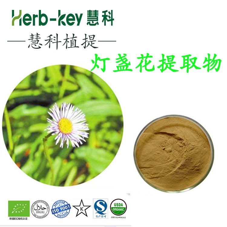 燈盞花提取物10:1  陜西慧科供應 廠家現貨直銷 量大從優 包郵