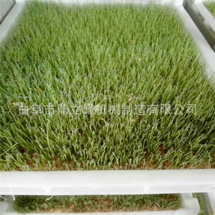 家用豆芽機全自動大容量商用芽苗機 豆芽機廠家直銷湖北廠家