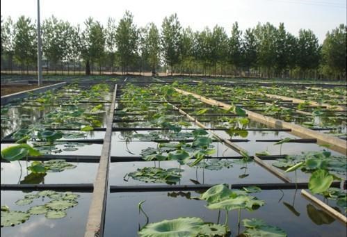 【屋頂花園隔根層土工膜,抗穿刺防滲膜,隧道防水防滲】