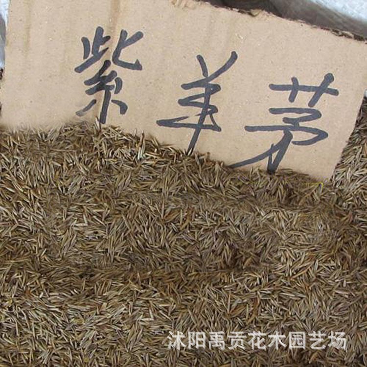 低价批发紫羊茅种子 耐寒耐践踏四季易播草坪种子固土护坡植物出