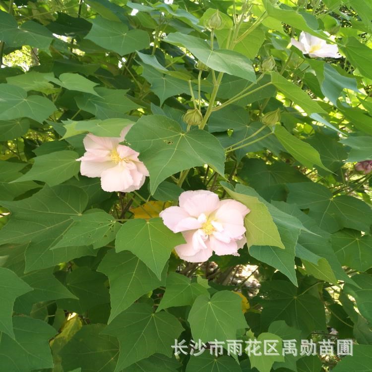 基地直銷湖南木芙蓉從生木芙蓉。獨(dú)桿木芙蓉。5-6-7公分木芙蓉樹