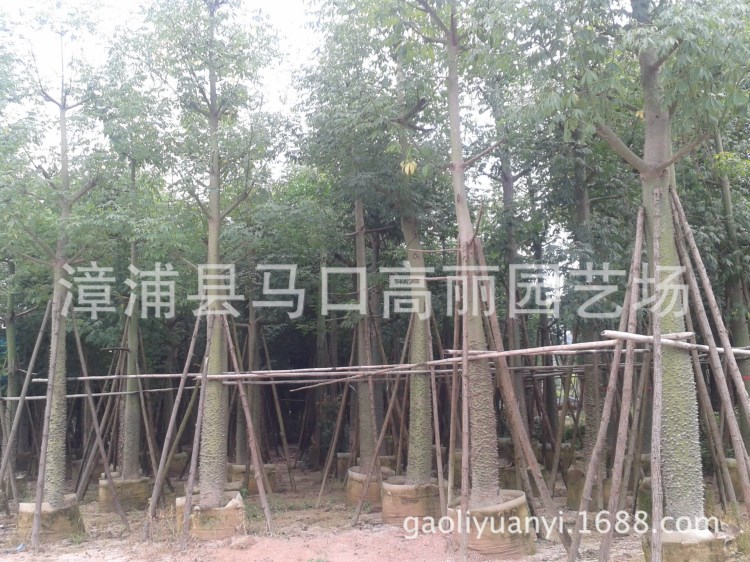 批發(fā)福建美人樹 漳州綠化苗木圖片 廣東大肚美麗異木棉花樹苗價(jià)格