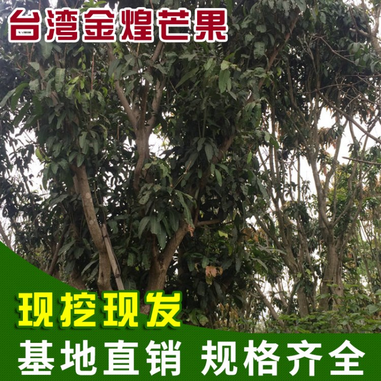 台湾金煌芒果 盆栽果树芒果树 存活率高南方果树批发