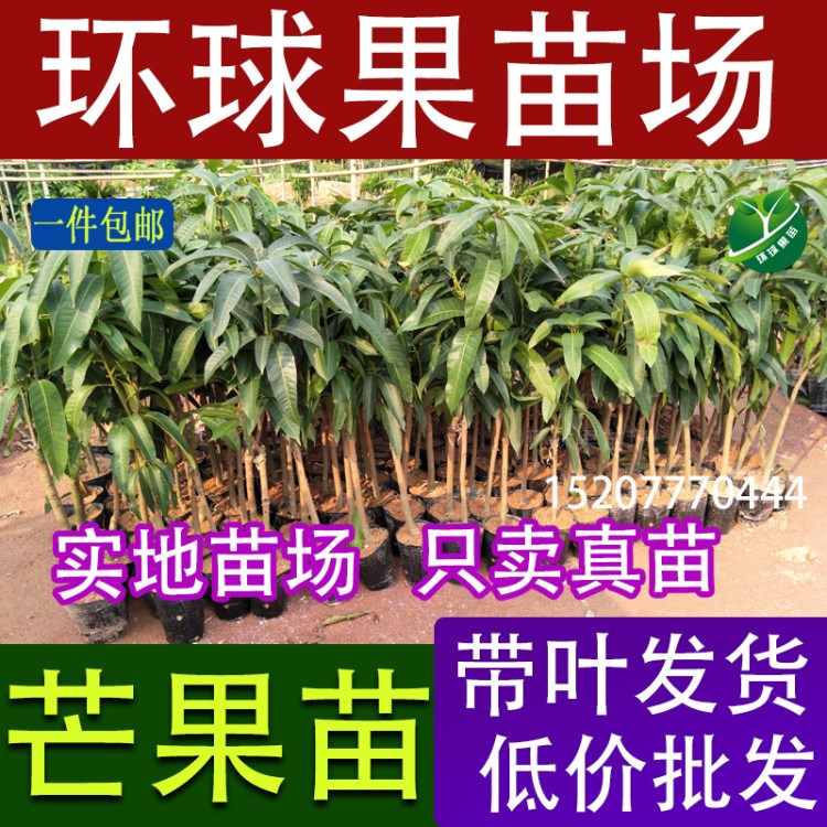 供應(yīng)四季蜜芒苗（環(huán)球果苗）靈山縣四季芒果樹苗批發(fā) 盆栽芒果樹