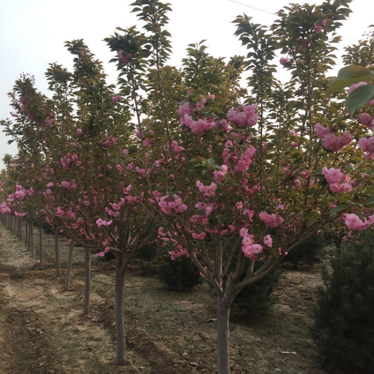 基地直銷日本早櫻花 現(xiàn)挖現(xiàn)賣 嫁接早櫻花樹 歡迎實(shí)地考察