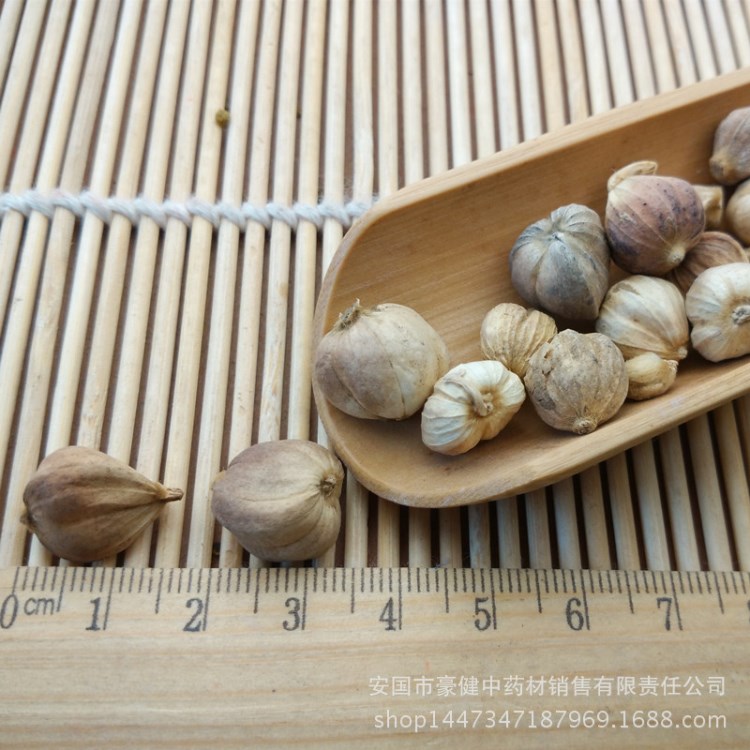 安國(guó)豪鍵批發(fā)白蔻仁\白叩中藥材廚房調(diào)料品種全 藥食同源