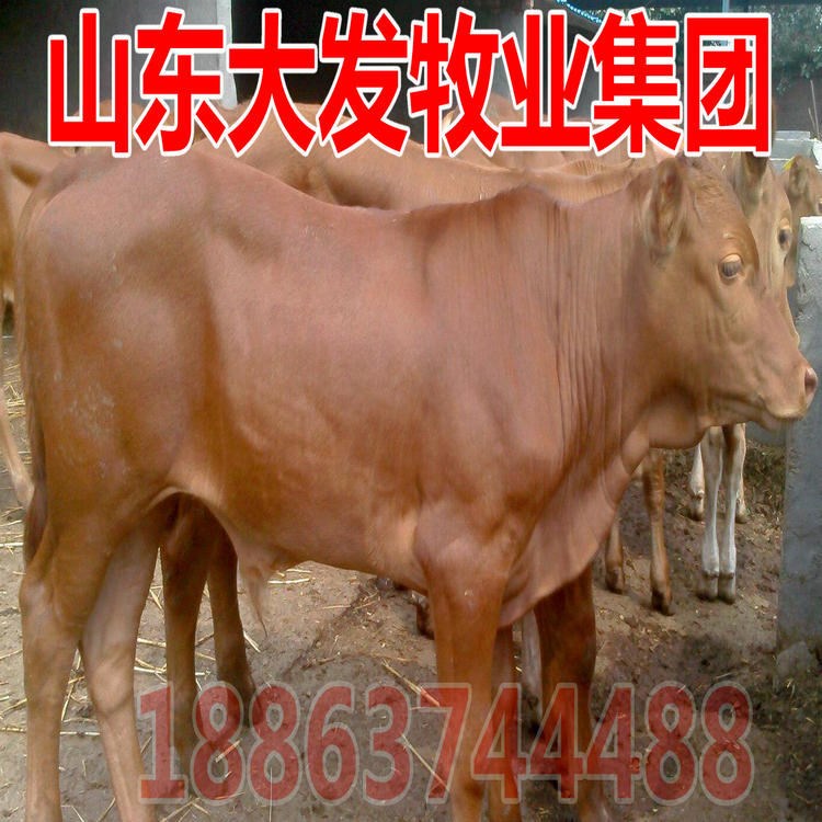 三元雜交牛 牛羊 牛苗 肉牛價(jià)格 廣州有些養(yǎng)殖場(chǎng) 魯西黃牛